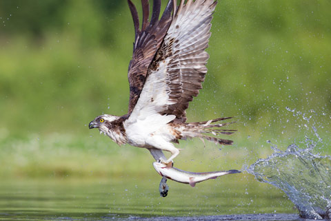 www ospreys org uk