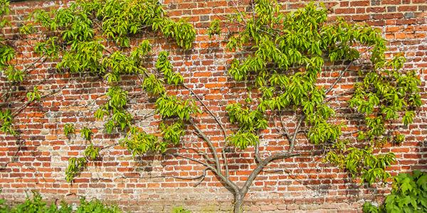 South wall of the walled kitchen garden at Audley End