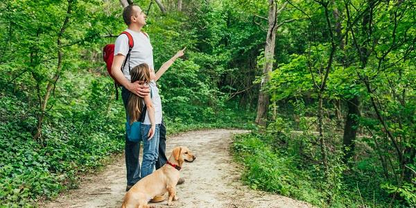 Family walk in the woods