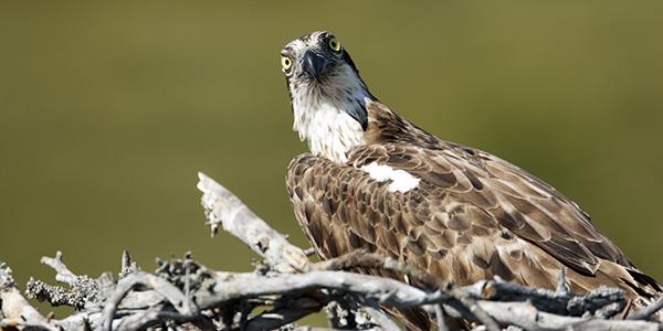 rutland water ospreys