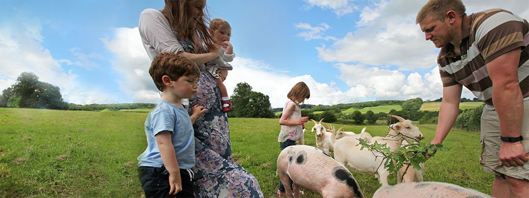 Kids and parents feeding wild goats and pigs in Kittisford