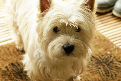 A highland terrier enjoying his glamping experience